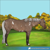 Horse Color:White Spotted Silver Brown Dun 