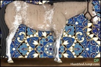 Horse Color:White Spotted Bay Dun Brindle 