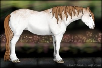 Horse Color:White Spotted Red Roan 