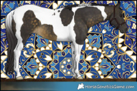 Horse Color:Buckskin Tobiano 