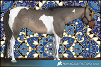 Horse Color:Bay Dun Tobiano 