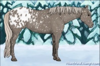 Horse Color:Silver Grullo Appaloosa 