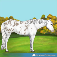 Horse Color:Silver Grullo Appaloosa 