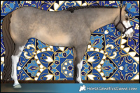 Horse Color:Buckskin Roan Dun Sabino 