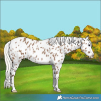 Horse Color:Silver Grullo Appaloosa 