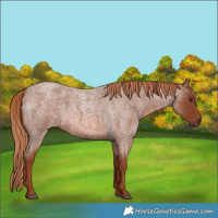 Horse Color:Red Roan 