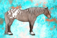 Horse Color:Silver Brown Roan Appaloosa 