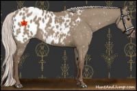 Horse Color:Silver Grullo Appaloosa 
