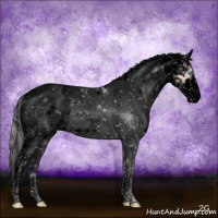 Horse Color:Void Gold Cream Champagne Dun Sabino 