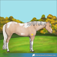 Horse Color:Silver Blue Roan Pearl Tobiano Frame 