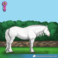 Horse Color:Silver Grullo Near Leopard 