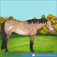 Horse Color:Bay Dun  and Bay Dun Frame 