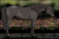 Horse Color:Smoky Blue Roan 