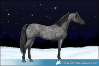 Horse Color:Smoky Blue Roan 
