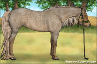 Horse Color:Chocolate Palomino Roan