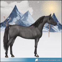 Horse Color:Smoky Blue Roan