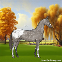 Horse Color:Grullo Appaloosa 