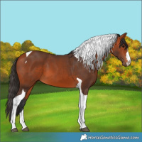 Horse Color:Bay Tobiano 
