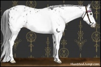 Horse Color:White Spotted Blue Roan Splash Frame Appaloosa 