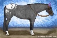 Horse Color:Blue Roan Appaloosa 