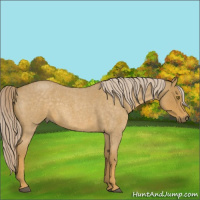 Horse Color:Palomino Roan 