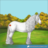 Horse Color:Gold Champagne Appaloosa  and Gold Champagne Appaloosa 
