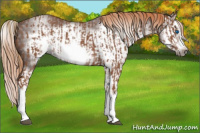 Horse Color:Chestnut Splash Frame  and Gray Chestnut Splash Frame 