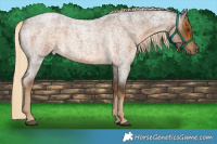 Horse Color:Chocolate Palomino Roan 