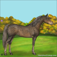 Horse Color:Chocolate Palomino Roan 