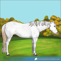 Horse Color:Chestnut Sabino