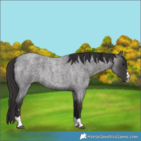 Horse Color:Smoky Blue Roan 