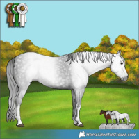 Horse Color:Gray White Spotted Black 