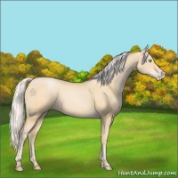Horse Color:Silver Buckskin Pearl 