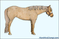 Horse Color:Palomino Roan 