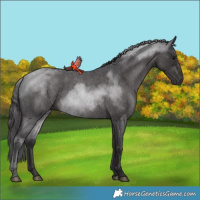 Horse Color:Smoky Blue Roan 