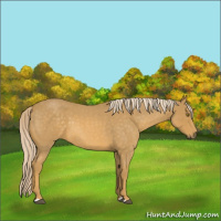 Horse Color:Palomino Roan 