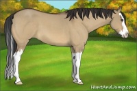 Horse Color:Bay Roan Dun Splash
