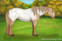 Horse Color:Red Dun Appaloosa