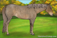 Horse Color:Chocolate Palomino Roan 