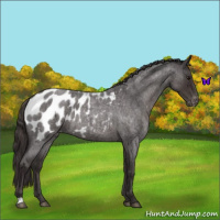 Horse Color:Smoky Blue Roan Appaloosa 