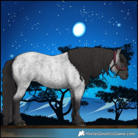 Horse Color:Smoky Blue Roan 