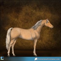 Horse Color:Palomino Roan 