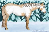 Horse Color:Palomino Roan Frame 