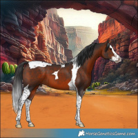 Horse Color:Brown Splash Tobiano 