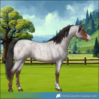 Horse Color:Liver Red Roan Sabino 