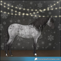 Horse Color:Smoky Blue Roan 