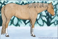 Horse Color:Palomino Roan 