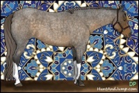 Horse Color:Chocolate Palomino Roan