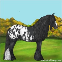 Horse Color:Black Appaloosa