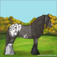 Horse Color:Grullo Appaloosa 